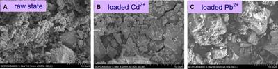 Adsorption mechanism of shell powders on heavy metal ions Pb2+/Cd2+ and the purification efficiency for contaminated soils